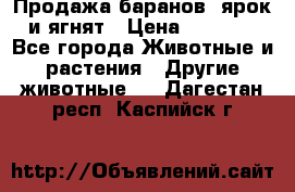 Продажа баранов, ярок и ягнят › Цена ­ 3 500 - Все города Животные и растения » Другие животные   . Дагестан респ.,Каспийск г.